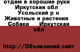 отдам в хорошие руки - Иркутская обл., Усольский р-н Животные и растения » Собаки   . Иркутская обл.